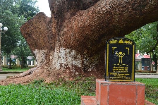 [-]Đắk[-]Lắk:[-]Cưa[-]cây[-]di[-]sản[-]vì...[-]sợ[-]lây[-]bệnh